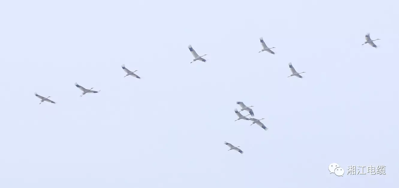 湘江電纜新基地隆重開(kāi)工